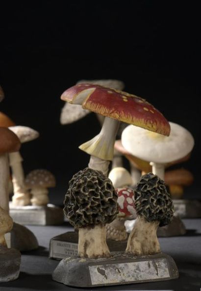 DEYROLLE, circa 1960
Lot of 31 mushrooms...