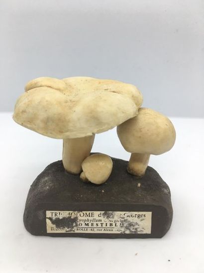 DEYROLLE, circa 1960
Lot of 31 mushrooms...