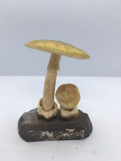 DEYROLLE, circa 1960
Lot of 31 mushrooms...