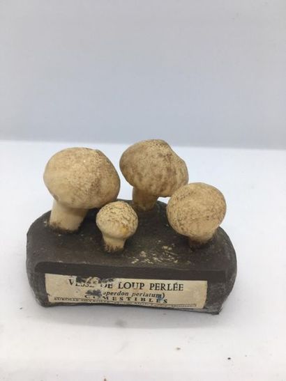 DEYROLLE, circa 1960
Lot of 31 mushrooms...