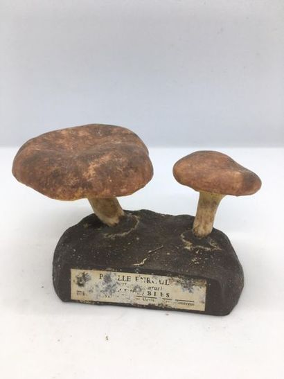 DEYROLLE, circa 1960
Lot of 31 mushrooms...