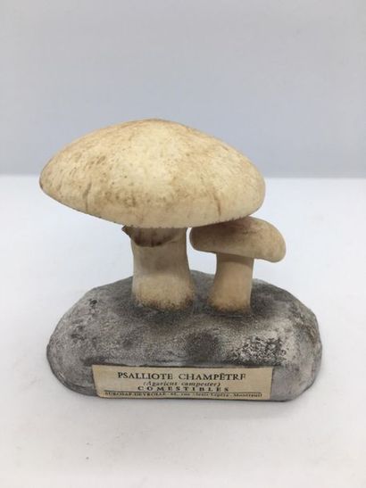 DEYROLLE, circa 1960
Lot of 31 mushrooms...