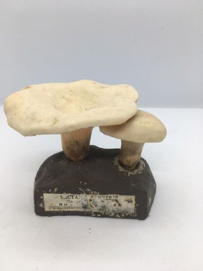 DEYROLLE, circa 1960
Lot of 31 mushrooms...