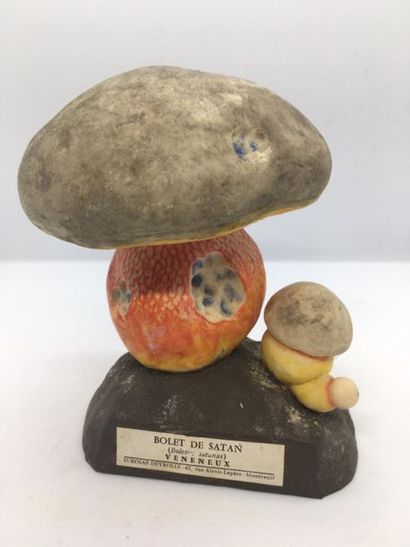 DEYROLLE, circa 1960
Lot of 31 mushrooms...