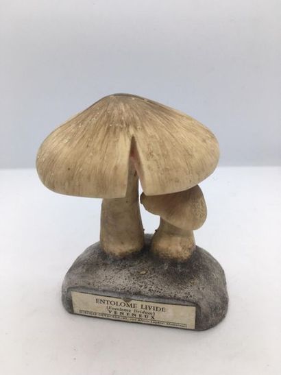 DEYROLLE, circa 1960
Lot of 31 mushrooms...