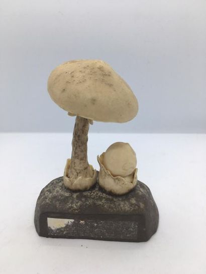 DEYROLLE, circa 1960
Lot of 31 mushrooms...