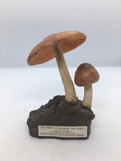 DEYROLLE, circa 1960
Lot of 31 mushrooms...