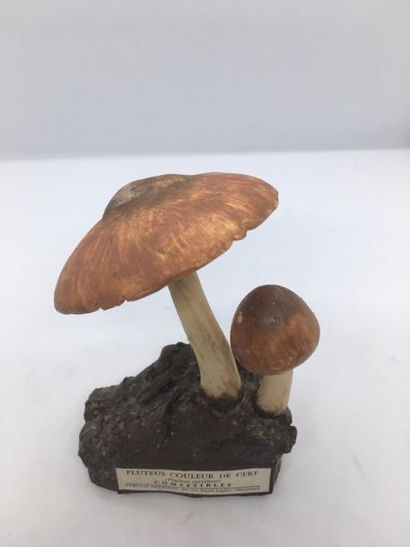 DEYROLLE, circa 1960
Lot of 31 mushrooms...