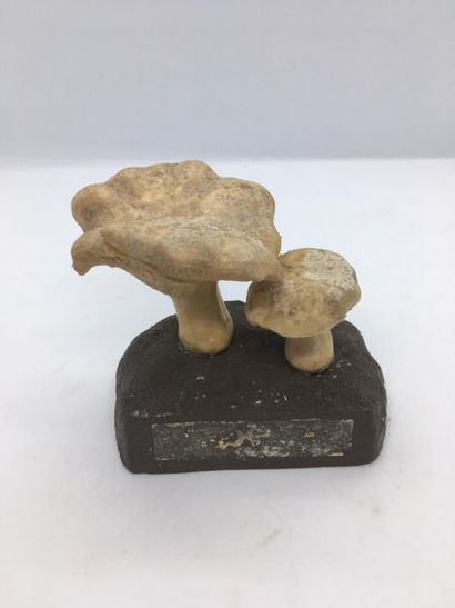 DEYROLLE, circa 1960
Lot of 31 mushrooms...