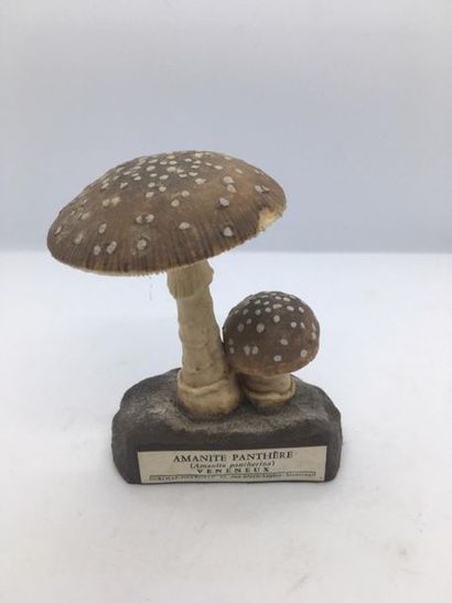 DEYROLLE, circa 1960
Lot of 31 mushrooms...