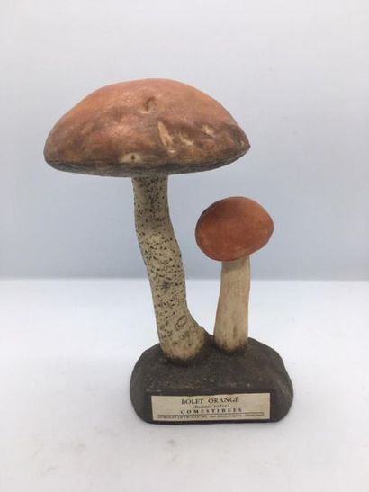 DEYROLLE, circa 1960
Lot of 31 mushrooms...