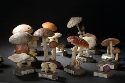 DEYROLLE, circa 1960
Lot of 31 mushrooms...