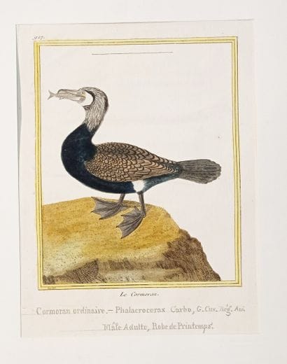 Georges-Louis LECLERC, comte de BUFFON (1707-1788)...