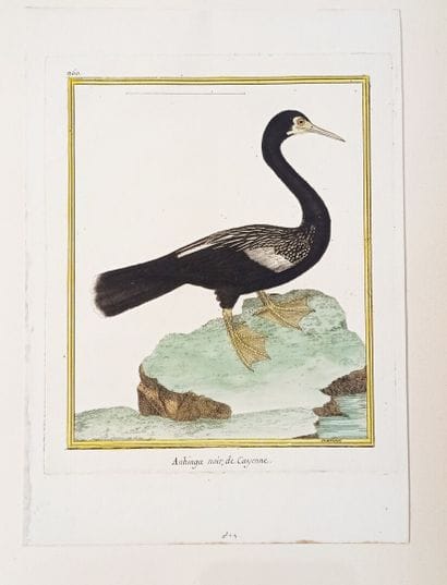 Georges-Louis LECLERC, comte de BUFFON (1707-1788)...