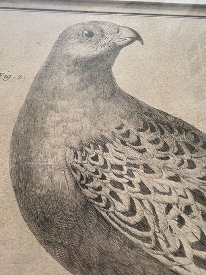 After MARTINET, 19th century

Two engravings...