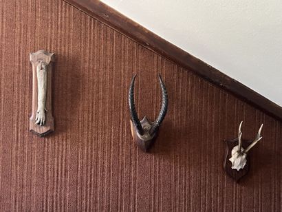 Hunting trophies including a boar's foot,...