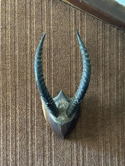 Hunting trophies including a boar's foot,...
