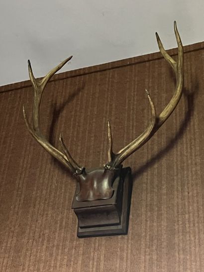 Hunting trophies including a boar's foot,...
