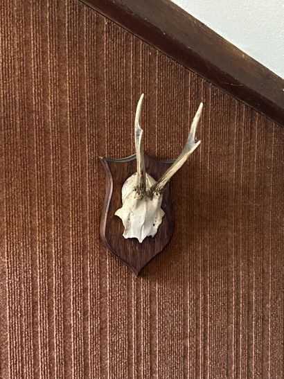 Hunting trophies including a boar's foot,...