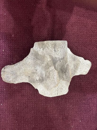 Whale vertebra

H.18 cm