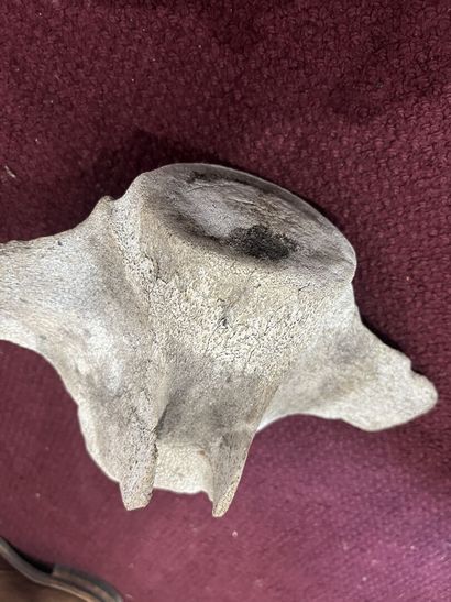 Whale vertebra

H.18 cm