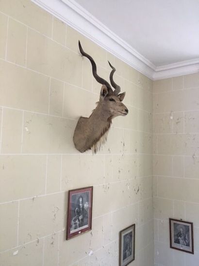 oryx head