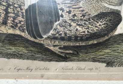 After Alexander Wilson; engraved by Warnick
Broad...