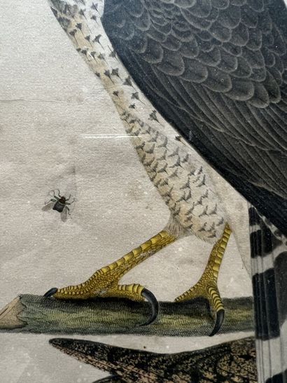 After Alexander Wilson; engraved by Warnick
Broad...