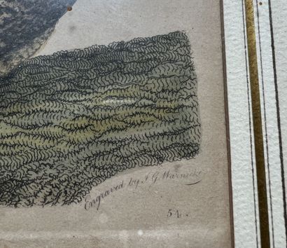 After Alexander Wilson; engraved by Warnick
Broad...