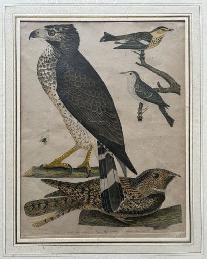 After Alexander Wilson; engraved by Warnick
Broad...