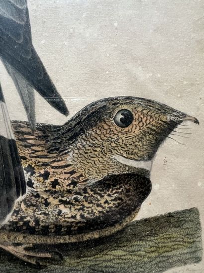 After Alexander Wilson; engraved by Warnick
Broad...