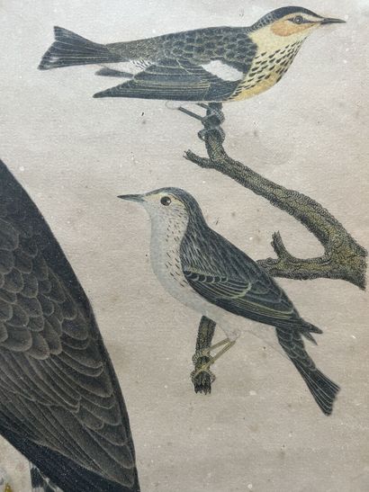 After Alexander Wilson; engraved by Warnick
Broad...