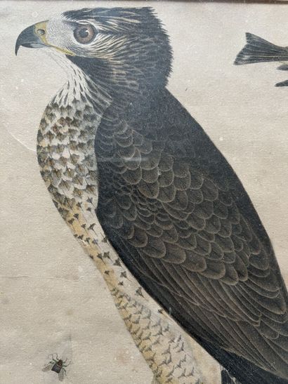 After Alexander Wilson; engraved by Warnick
Broad...