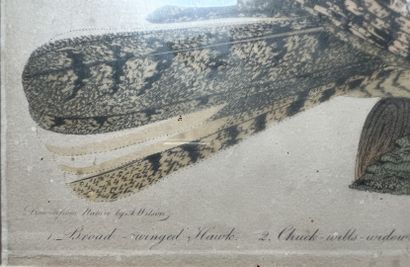 After Alexander Wilson; engraved by Warnick
Broad...