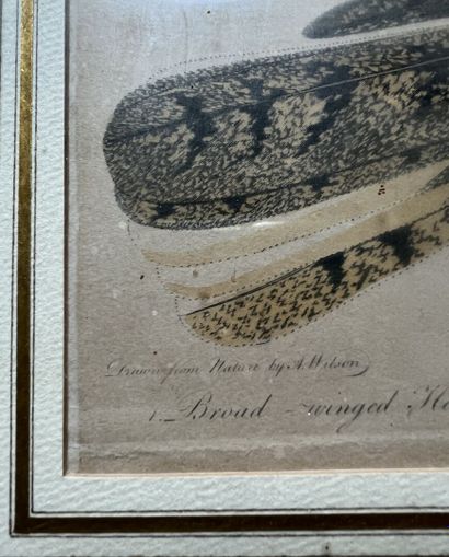 After Alexander Wilson; engraved by Warnick
Broad...