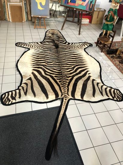 Burchell's Zebra (Equus quagga) skin, felt...