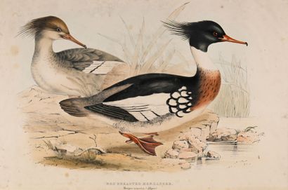 GOULD, engraved by HULLMANDEL
Ruddy Shieldrake
Red...