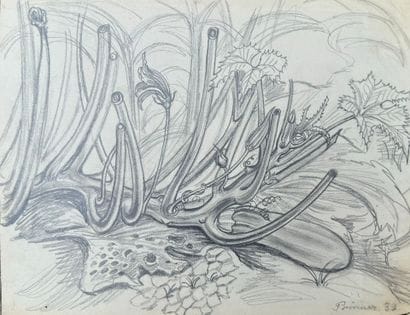 Anton PRINNER (1902-1983)
Still life
Pencil...