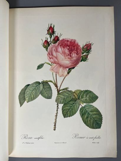 Pierre-Joseph REDOUTE (1759-1840).
Roses.
Facsimile...