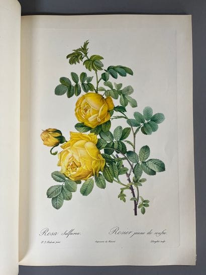 Pierre-Joseph REDOUTE (1759-1840).
Roses.
Facsimile...