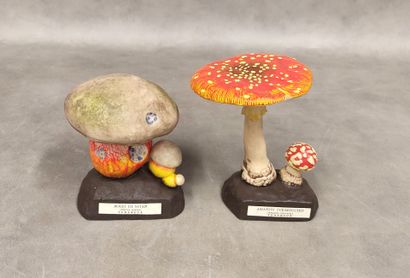 A collection of 18 educational mushrooms...