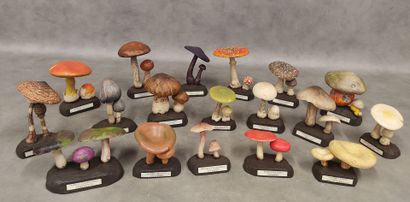 A collection of 18 educational mushrooms...