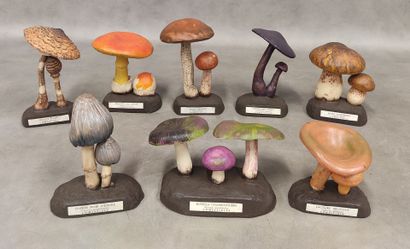 A collection of 18 educational mushrooms...