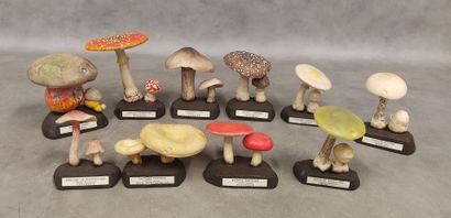 A collection of 18 educational mushrooms...