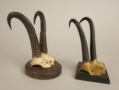 Set of two old chamois massacres annotated...
