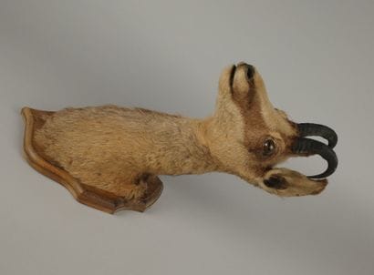 Hunting trophy. Taxidermied chamois head...