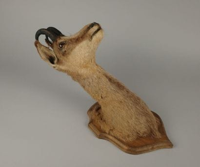 Hunting trophy. Taxidermied chamois head...