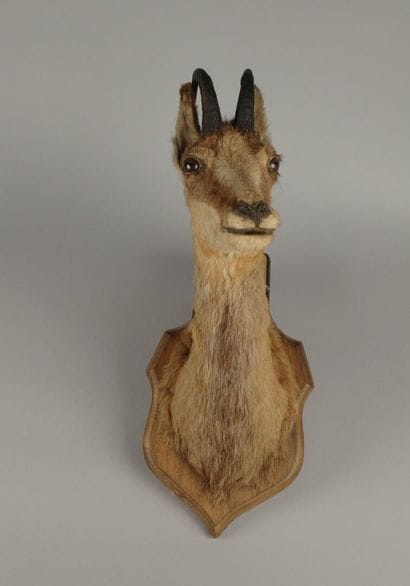 Hunting trophy. Taxidermied chamois head...
