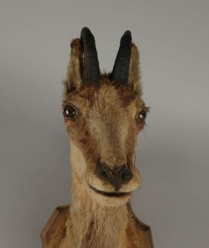 Hunting trophy. Taxidermied chamois head...