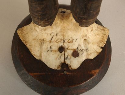 Set of two old chamois massacres annotated...